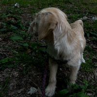سگ نژاد اشپیتز تریر|سگ|تنکابن, |دیوار