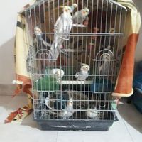 قفس پرندگان زینتی|لوازم جانبی مربوط به حیوانات|تهران, منیریه|دیوار