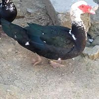 اردک مرواریدی و اسرائیلی تخم کن|حیوانات مزرعه|سرخرود, |دیوار