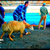 *فروش وارسال گوسفند زنده بهداشتی باپلاک سلامت|حیوانات مزرعه|مشهد, کشاورز|دیوار