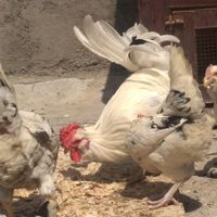 مرغ خروس جوجه|حیوانات مزرعه|اهواز, کوی فرهنگیان|دیوار