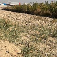 زمین ۲۴۵۰ متر در رضی آباد احمد آباد مستوفی|فروش زمین و کلنگی|اسلام‌شهر, |دیوار