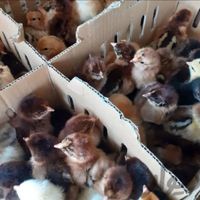 جوجه محلی اردک جوجه رنگی جوجه گوشتی گردن لختی|حیوانات مزرعه|کرمانشاه, |دیوار