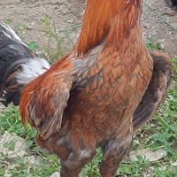 مرغ وخروس اصیل معاوضه با کوتوله|حیوانات مزرعه|ایرانشهر, |دیوار