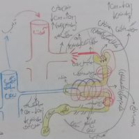 تدریس خصوصی زیست شناسی ، شیمی ، دینی، ریاضی و .|خدمات آموزشی|تهران, استاد معین|دیوار