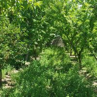 باغ میوه ۲۵۰۰ متری|فروش زمین و کلنگی|ابریشم, |دیوار