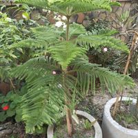 پالم لاتانیا لاوسون سیکاس کامیس مطبق یاس ویلا|گل و گیاه طبیعی|بابل, |دیوار