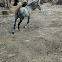 مادیون و کرده نژاد کرد|اسب و تجهیزات اسب‌سواری|تهران, تجریش|دیوار