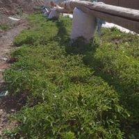 نهال گوجه فرنگی دارم بذر اصلاح نژاد شده|خدمات باغبانی و درختکاری|ملک‌آباد, |دیوار