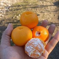 نهال نارنگی ژاپنی و انشو و یونسی و پیج و یافا|گل و گیاه طبیعی|ساری, |دیوار