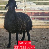 گوسفند چندقلوزا میش قوچ بره نر ماده همو و هترو|حیوانات مزرعه|تهران, لویزان|دیوار