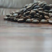 پخش قهوه دان و آسیاب شده|خوردنی و آشامیدنی|رامسر, |دیوار