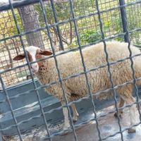 گوسفند زنده سفارش تلفنی و حضوری در جایگاه معتبر|حیوانات مزرعه|تهران, استخر|دیوار