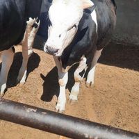 گوساله سیمینتال|حیوانات مزرعه|نظرآباد, |دیوار