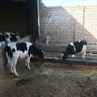 دوعدد گوساله نر|حیوانات مزرعه|مشهد, آبکوه|دیوار