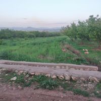 زمین برا کشاورزی یا باغ|فروش زمین و کلنگی|خرم‌آباد, |دیوار