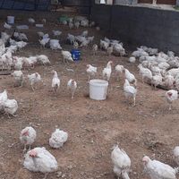 مرغ سفید تخمگزار|حیوانات مزرعه|بجنورد, |دیوار