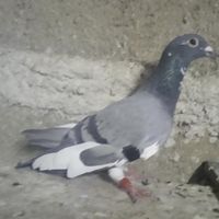 پلاکی نرشماره دار وکددار|پرنده|تهران, امیریه|دیوار