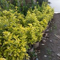 شمشاد طلایی و سبز|گل و گیاه طبیعی|کلاچای, |دیوار