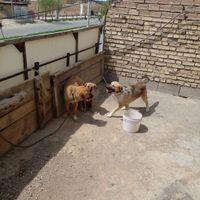 سگ نگهبان|سگ|نجف‌آباد, |دیوار