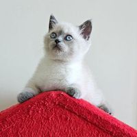 گربه اسکاتیش بلو و سفید آنفولد ماده (خانگی)|گربه|تهران, صادقیه|دیوار