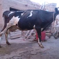 گاو شیری وسر حال بار کورد۴۵کلیوشیرگا|حیوانات مزرعه|ابهر, |دیوار