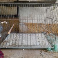 قفس آکواریوم وماهی|لوازم جانبی مربوط به حیوانات|قم, حرم|دیوار
