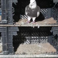 کبوتر طوقی کرمانشاهی  شازده ای|پرنده|لار, |دیوار