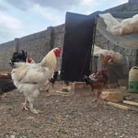 تخم مرغ نطفه دار برهما ولاری اصل|حیوانات مزرعه|سبزوار, |دیوار