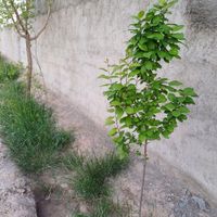 باغ ۱۰۰۰متر چاه حسن پور|فروش خانه و ویلا|بیرجند, |دیوار