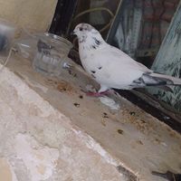 کبوترپرشی|پرنده|فردوسیه, |دیوار