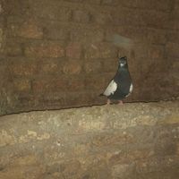 کبوتر دم سیاه|پرنده|اقبالیه, |دیوار