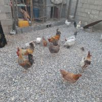 مرغ وخروس فروشی ۴۵۰ تا ۵۵۰|حیوانات مزرعه|سی‌سخت, |دیوار