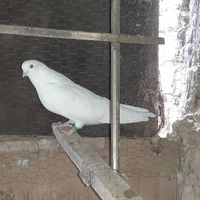 سفید تهرانی سو قدیم|پرنده|اصفهان, مبارکه|دیوار