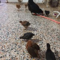 مرغ وجوجه محلی|حیوانات مزرعه|اندیمشک, |دیوار