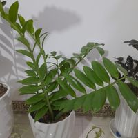 زامیفولیا سبز|گل و گیاه طبیعی|قرچک, |دیوار
