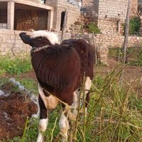 گوساله نر ۷ماهه نژاد دار|حیوانات مزرعه|اهواز, کیانپارس |دیوار