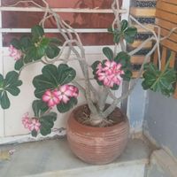 دو عدد درخچه گل آدینیوم|گل و گیاه طبیعی|چابهار, |دیوار
