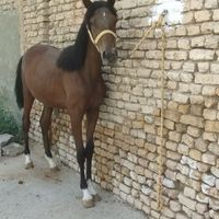 اسب‌عرب‌‌ایرانی|اسب و تجهیزات اسب سواری|اصفهان, شهرک میلاد|دیوار