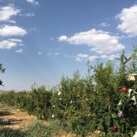 ۱۰۰۰متر باغ اناری(در فاصله ۱ساعت و نیمه از تهران)|فروش زمین و کلنگی|تهران, حسن‌آباد|دیوار