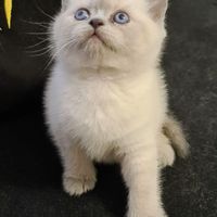 گربه اسکاتیش بلو و سفید آنفولد ماده (خانگی)|گربه|تهران, صادقیه|دیوار