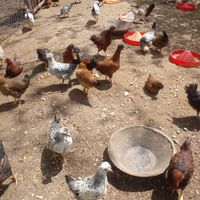 مرغ و خروس نیمچه۴ ماهه کاکلی واکسینه شده|حیوانات مزرعه|دماوند, |دیوار