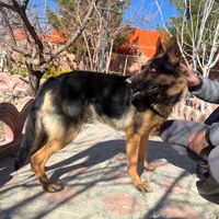 واگذاری سگ ژرمن نر ۲ ساله|سگ|اصفهان, کوی شهید کشوری|دیوار