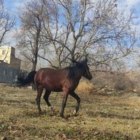 نریون ۷ساله|اسب و تجهیزات اسب سواری|قم, کلهری|دیوار