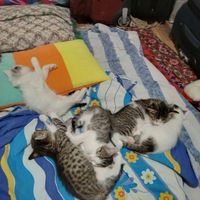 بچه گربه هام گم شدن|حیوانات|تهران, نیاوران|دیوار