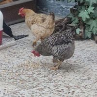 مرغ وخروس سلامت کامل|حیوانات مزرعه|اهواز, شهرک حفاری|دیوار