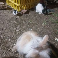 خرگوش های کوچولو|موش و خرگوش|آذرشهر, |دیوار