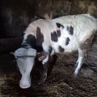گاو نر دو رگه|حیوانات مزرعه|نکا, |دیوار
