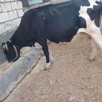 گاو|حیوانات مزرعه|اندیمشک, |دیوار