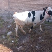 گاو سیمینتال|حیوانات مزرعه|پلدختر, |دیوار